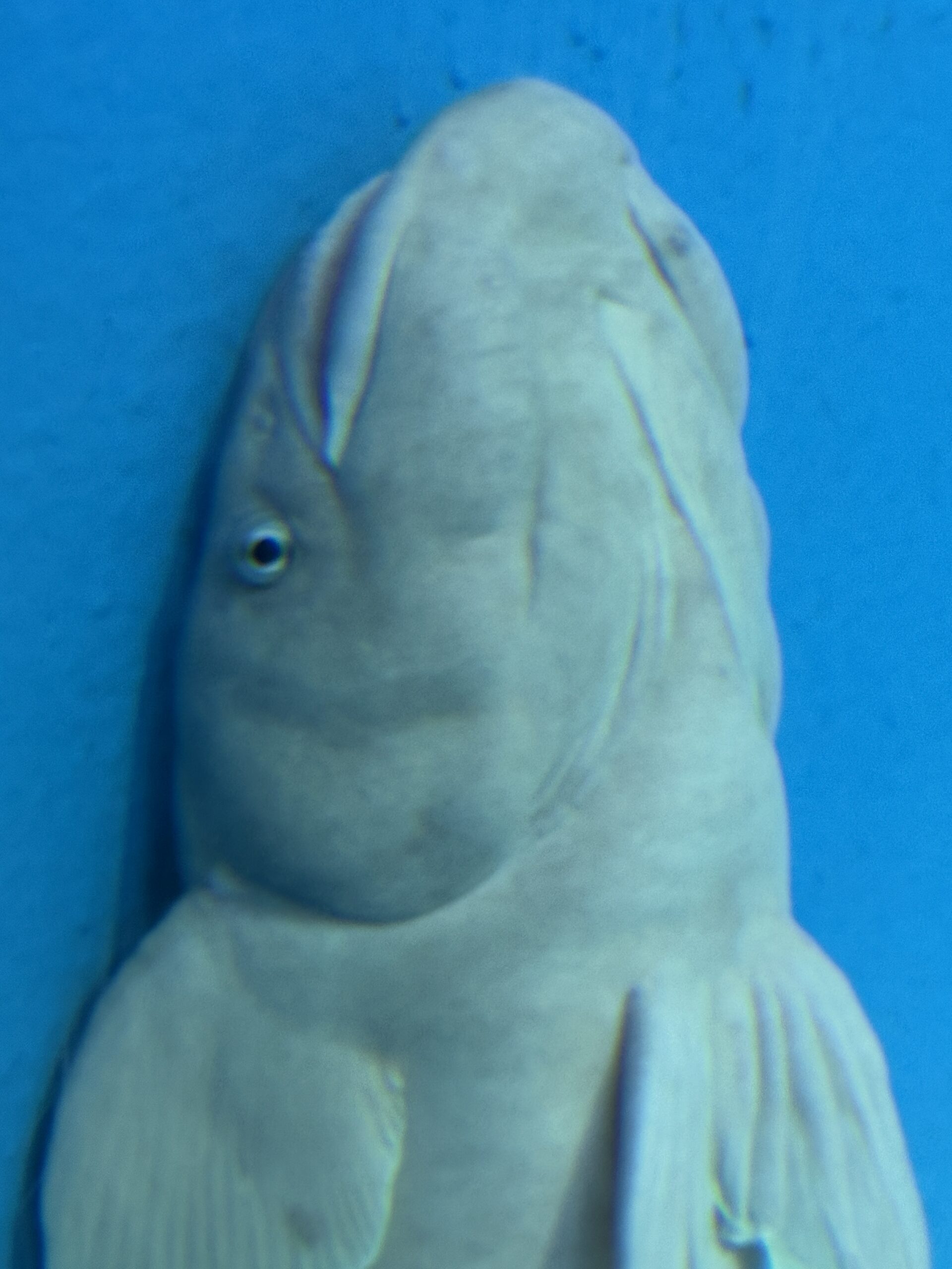なまずのような大きな魚