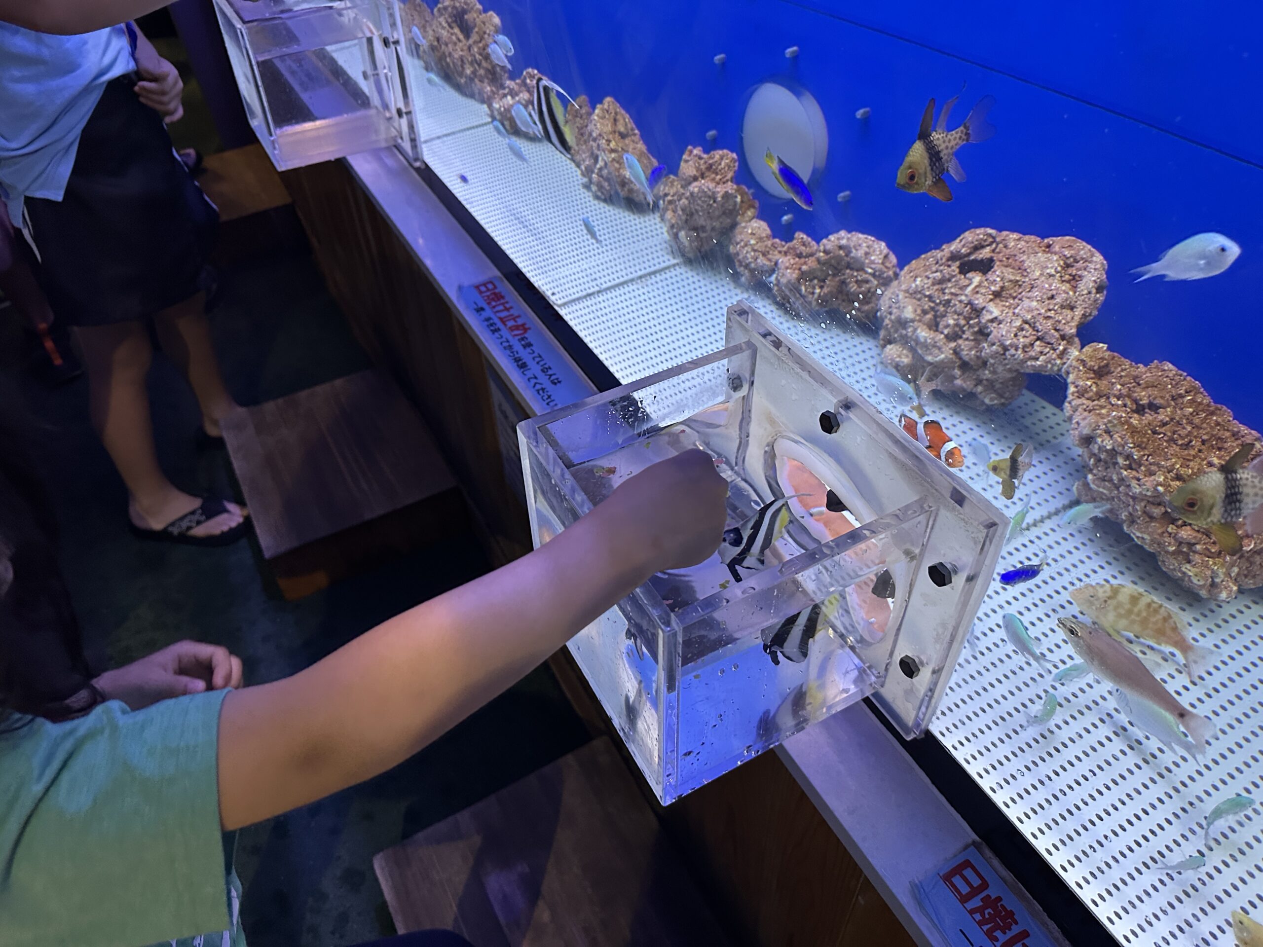 ふれあい水槽(タッチプール)の様子