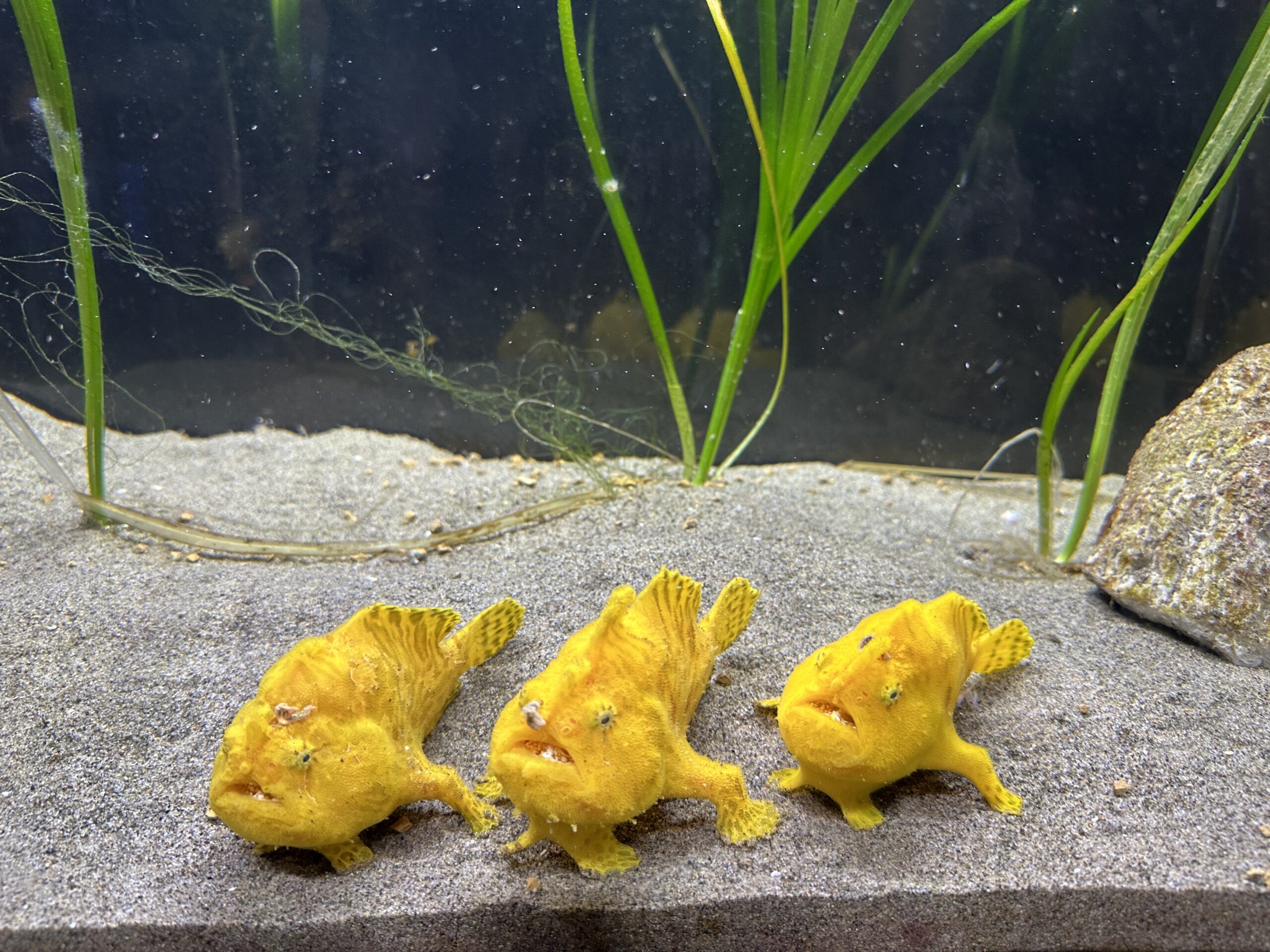 カエルアンコウ