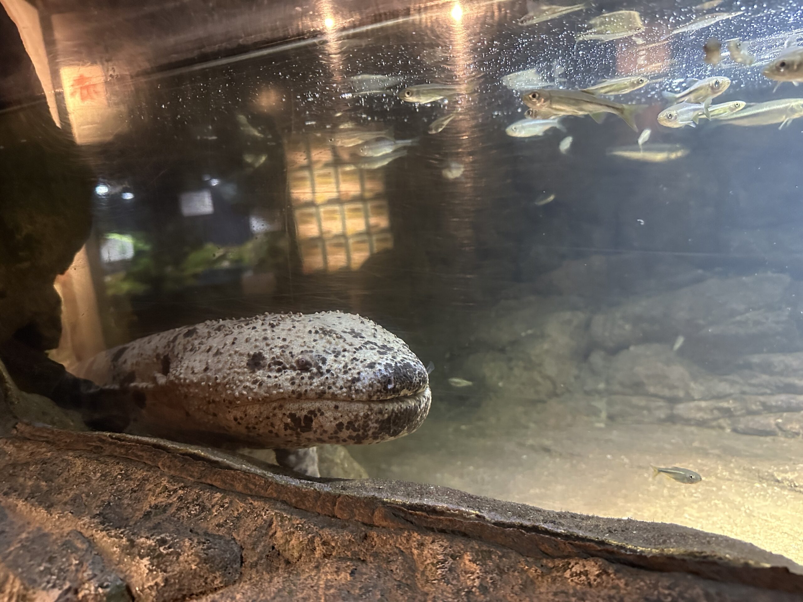 赤目滝水族館の展示