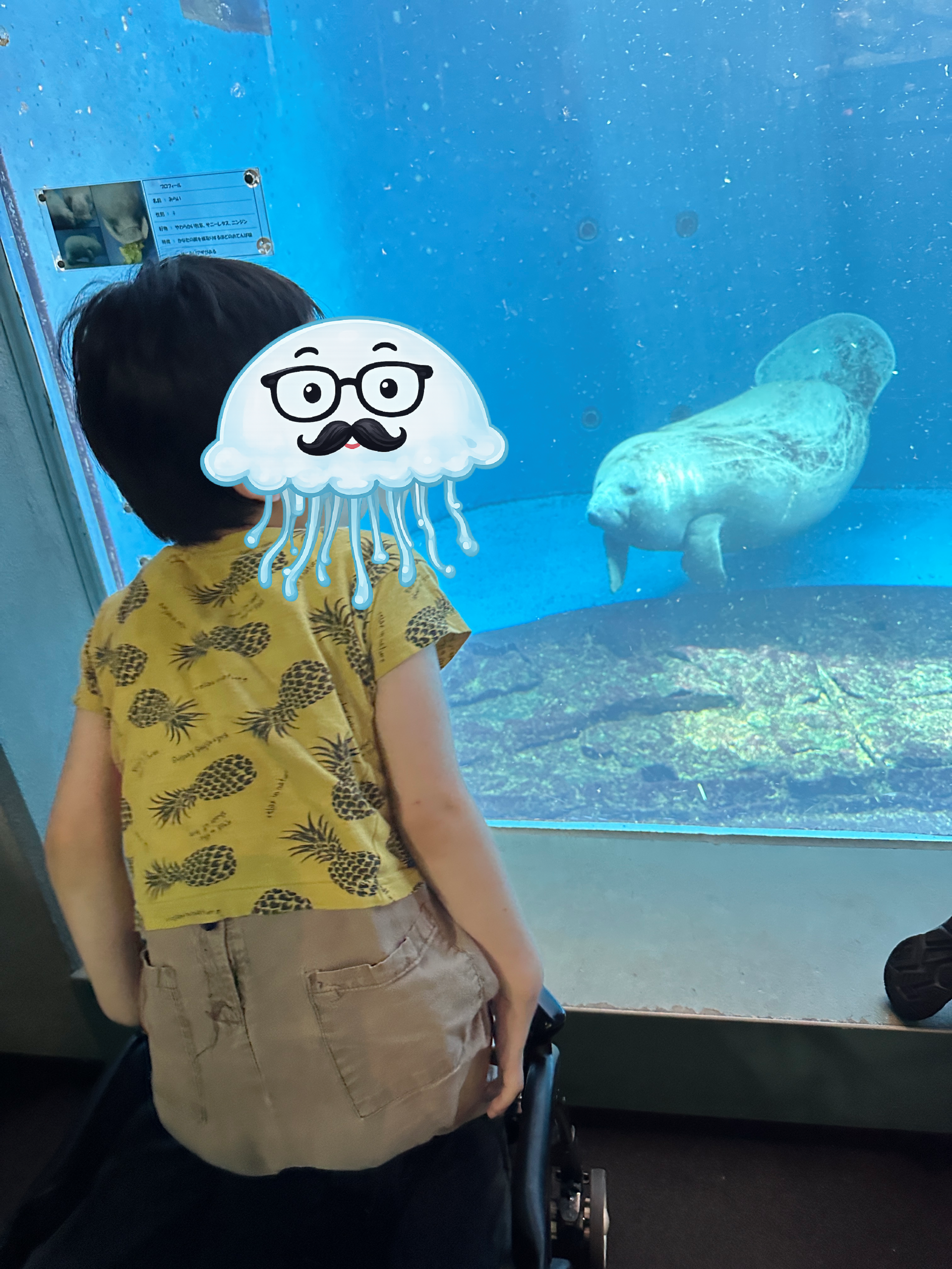 鳥羽水族館のアフリカマナティと長男くらげ