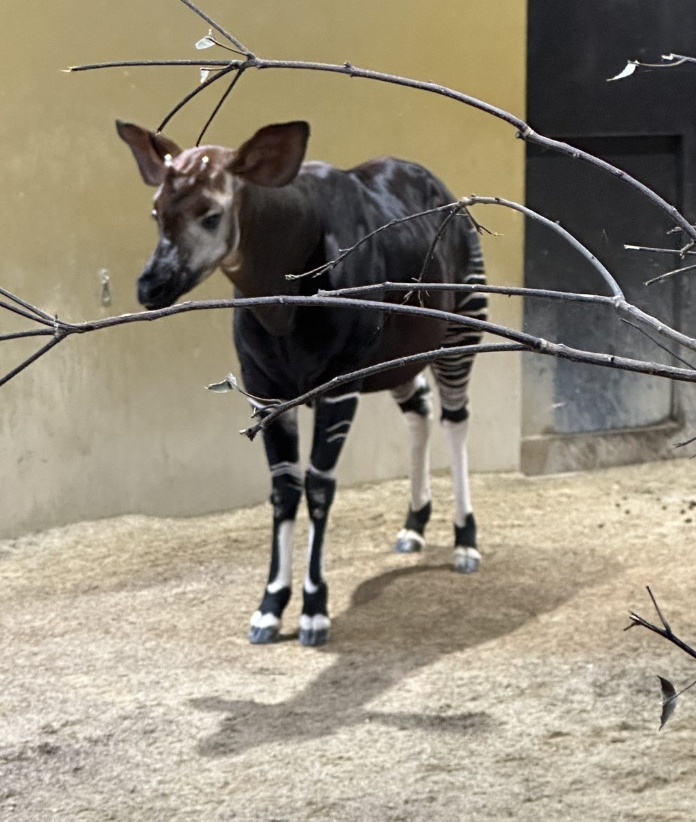 よこはま動物園ズーラシアのオカピの全身。後ろ脚とお尻に縞模様がある