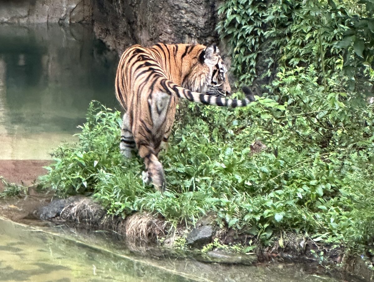 ズーラシアのスマトラトラ。水辺を歩いている